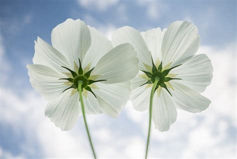 20 flowers for a cutting garden 20 photos. 45 Types of White Flowers with Pictures | Flower Glossary