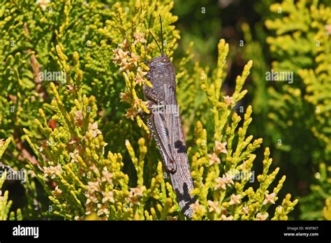 Adult Egyptian Grasshopper Close Up Latin Aegyptium Anacridium On A