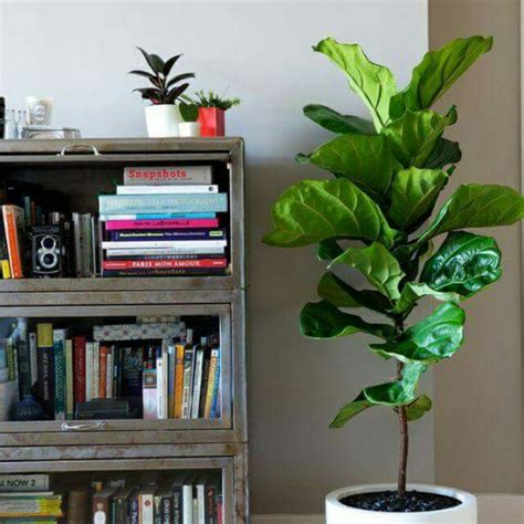 Apabila anda menambah pokok di kediaman anda, berikan pasu untuk setiap pokok anda. Pasu Bunga Hiasan Dalam Rumah | Desainrumahid.com