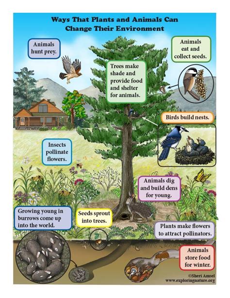 How Plants And Animals Affect The Environment Kindergarten Reading