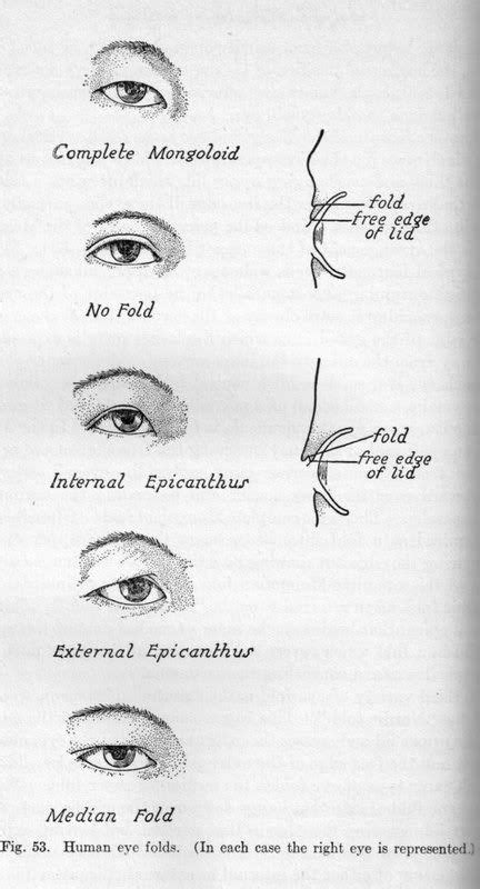 Epicanthic Fold Page 4 Epicanthic Fold Eyes Eye Drawing
