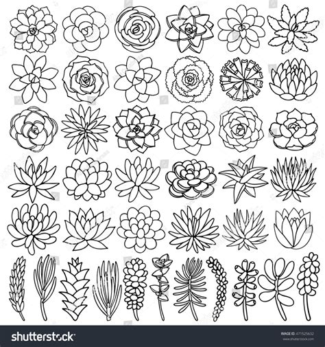 Hand Drawn Line Succulent Plant Isolated Stock Vector Royalty Free