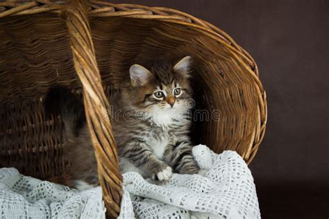 Cute Fluffy Siberian Kitten In A Basket On Brown Background Portrait