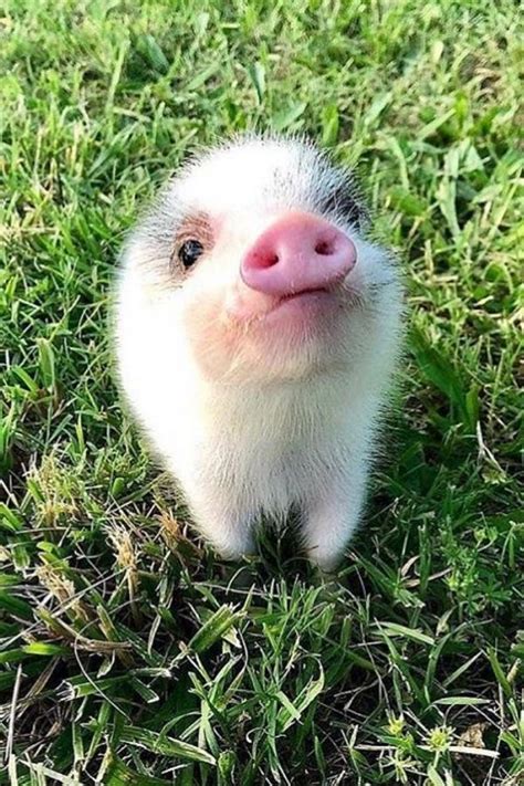 Lovely Pet Pig Do You Want To Raise One Gloria Love Pets Cute