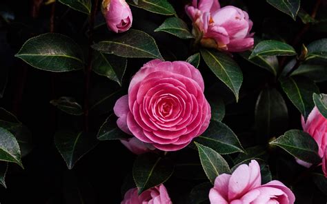 Nature Camellia Hd Wallpaper