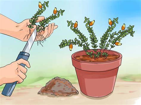 Gardening is about finding the right combination of sunlight, fertile soil, and water to make your plants thrive. Come Prendersi Cura di una Pianta dei Pesciolini Rossi