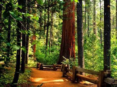 Redwoods Backgrounds And Wallpapers Wallpapersafari