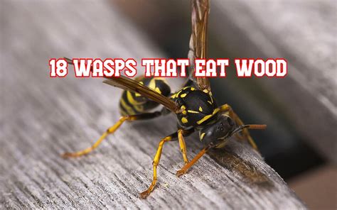 18 Wasps That Eat Wood And Why They Do That
