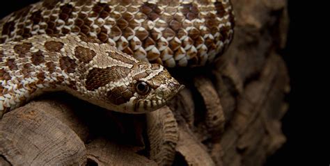 Western Hognose Snake Care Center Galápagos Reptile Gear