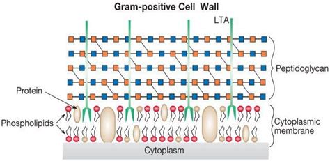 Figure 202 Cell Wall From Gram Positive Bacteria Essentials