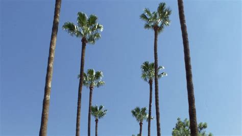 Palm Trees Of Arizona