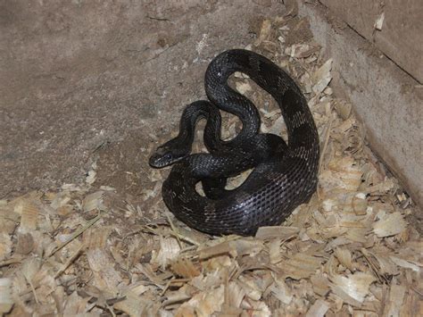 Black Rat Snake Facts And Pictures