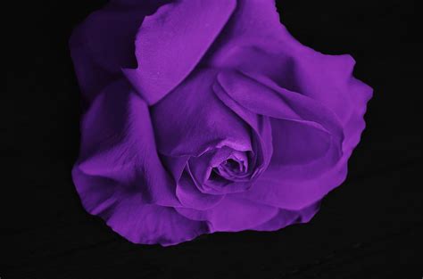Meaning Of Purple Roses And Lavender Roses Pictures Flower Glossary