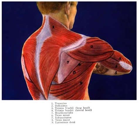 The tendons, which anchor muscle to bone; telcel2u: Shoulder Muscles Divided Into Anterior Front