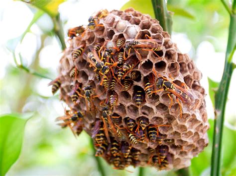 Beekeeping Methods Top Bar Hives Diy