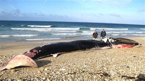 Comment S Appelle La Femelle De La Baleine - Mer. La baleine volontairement échouée sur une plage de Plouhinec (56