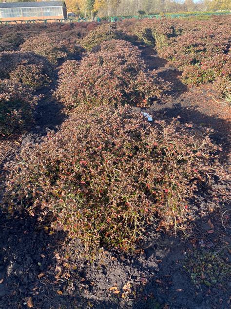 Rhododendron Nakaharai Elfie Syn Evita 100 120 Cm Breit X 30 40 Cm
