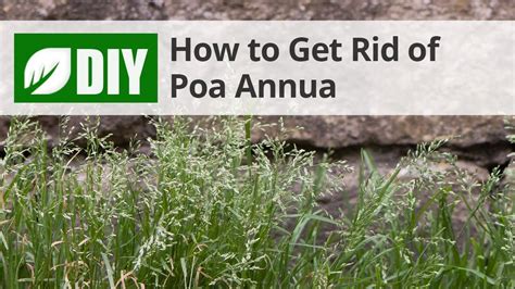 How To Get Rid Of Poa Annua Youtube