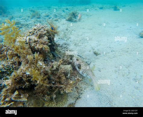 Pufferfish On Young Coral Tropical Seashore Underwater Photo Coral