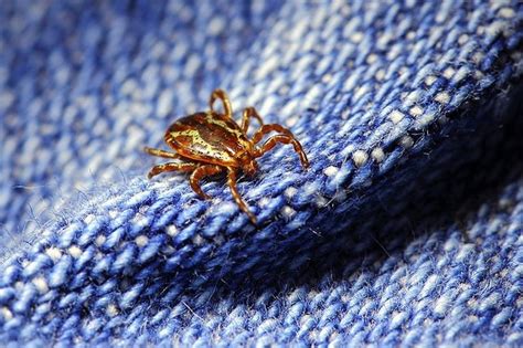 Increased Report Of Lone Star Tick Borne Diseases On Li