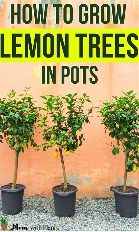 How To Grow A Lemon Tree In A Pot Mom With Plants