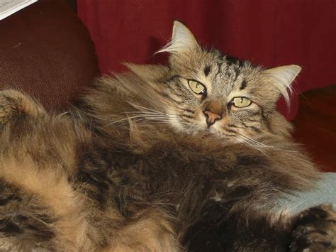 Norwegian Forest Cat Pictures And Information Cat