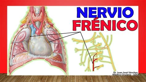 🥇 Anatomía Del Nervio FrÉnico ¡fácil Explicación Youtube