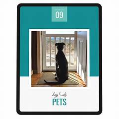 Free Pets Big Hearts St Louis Craigslist S Mission To Connect