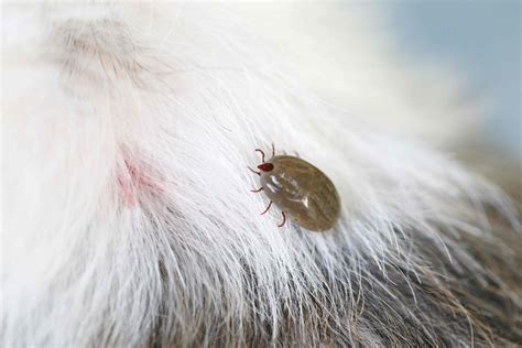 Ticks On Pets Florida Pest Control Center