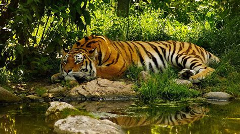 Beautiful Tiger Sleeping In Green Jungle Hd Wallpaper Pxfuel