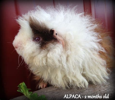 All Things Guinea Pig Pigs Available For Adoption