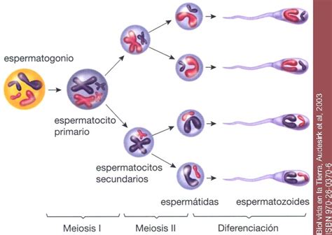 Ovogénesis Vs Espermatogénesis Formación De Las Células Sexuales