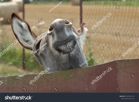 Donkeys Head Above Fence Made Wooden Stock Photo 1025295118 Shutterstock