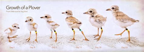 Outstanding Piping Plover Growth Chart Kim Smith Films
