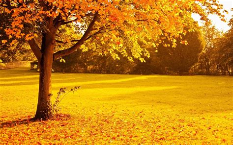 Autumn Trees Wallpapers Wallpaper Cave