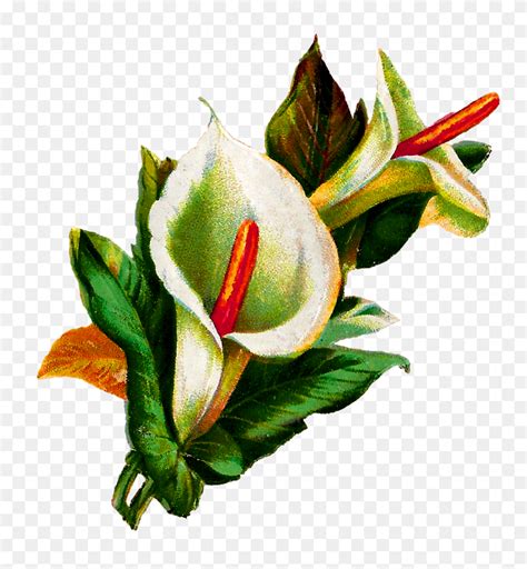 Antique Images Calla Lily Flower Digital Clip Art Botanical Botanical