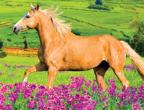 The flower for may is the. Kodak Horse Running in a Field of Purple Flowers Puzzle ...