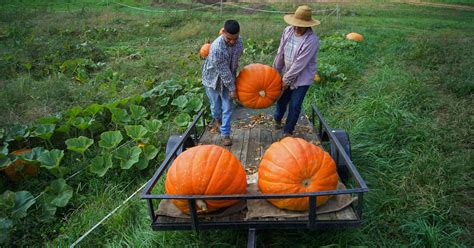 Chadds Ford pumpkin tradition starts Thursday