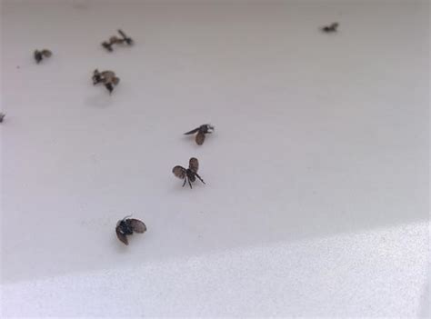 Bei löchern in der kleidung ist die mottenart schnell identifiziert. Kennt wer diese Fliegen/Motten/Insekt? (fliegen, Insekten ...