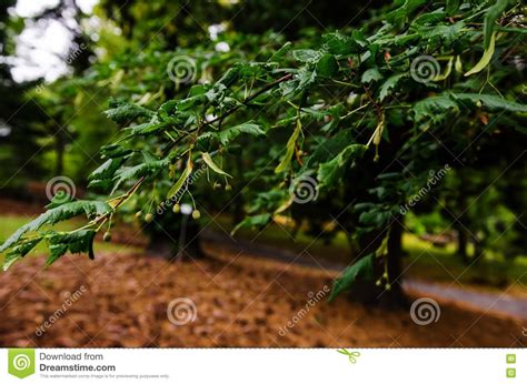 Linden tree branch stock photo. Image of natural, linden ...