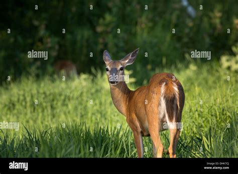 Doe Deer Looking Back Hi Res Stock Photography And Images Alamy