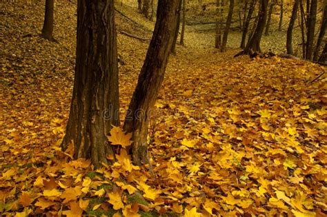 Autumn Maple Forest Stock Photo Image Of Colorful Seasonal 11908370