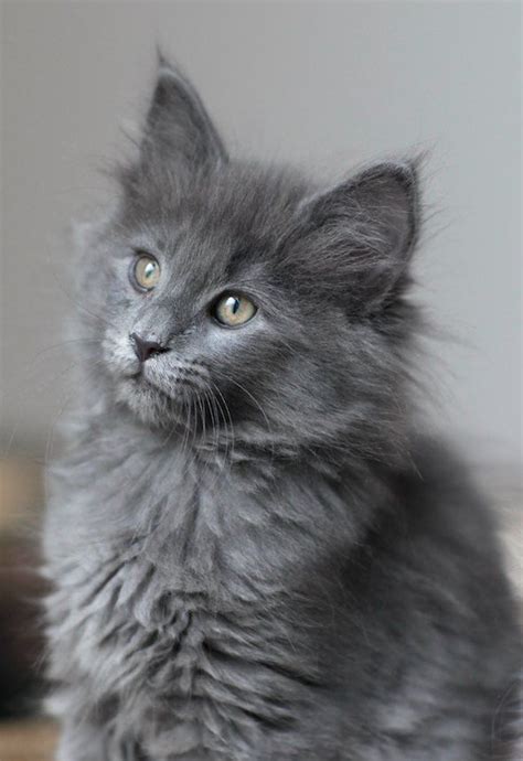 Smokey ~ Kittehs 1~ Nebelung Cat Kittens Grey Kitten