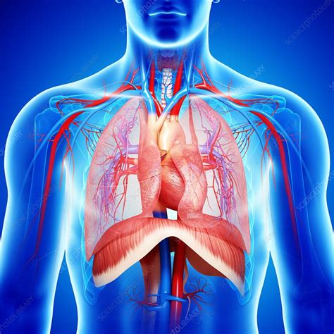 Chest Anatomy Artwork Stock Image F0059996 Science Photo Library