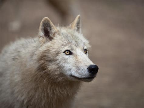 Arctic Wolf Species Wwf