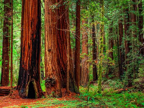 1920x1080px 1080p Free Download Gorgeous Redwood Forest Forests