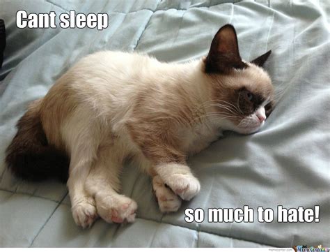 Top 18 Cat Memes Sleep Cat Memes Cats Grumpy Cat