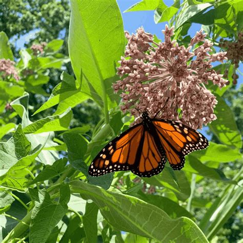 Monarch Butterfly Added To The Iucn Red List Missourians For Monarchs