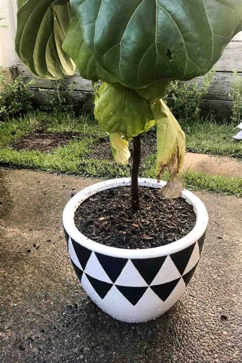 It likes warm temperature approx. Guide to Fiddle Leaf Fig Soil & Repotting | Dossier Blog