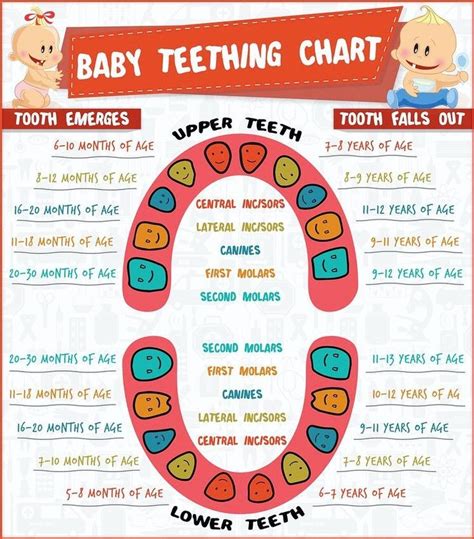 Momology on Instagram: “Is your baby teething? When do their teeth fall